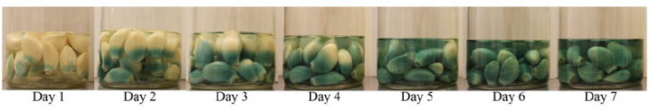 Evolution de la couleur de gousses d'ail plongées dans une solution d'acide acétique (5%).